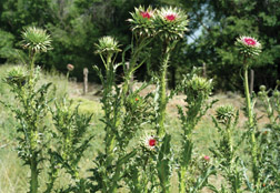 Musk thistle in bud growth stage; note large bracts below developing flower.
