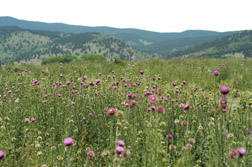 Musk thistle infestation in the Colorado foothills.