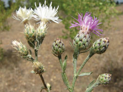 Diffuse knapweed on left, spotten knapweed on right.