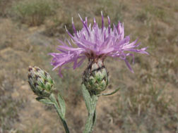 Figure 5. Spotted knapweed flowers; note dark-tipped bracts and lack of long terminal spine on teip of bract.