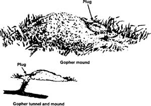 Mound and tunnels
