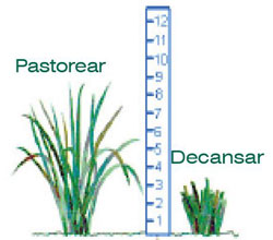 En promedio dejar plantas crecer 6 a 8 pulgadas de alto antes de retornar animales a la pastura. Remover animales y dejar descansar la pastura cuando las plantas han alcanzado de 3a 4 pulgadas.
