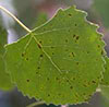 Aspen and Poplar Leaf Spots