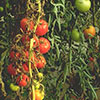 Recognizing Tomato Problems