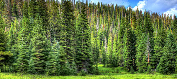 Pine trees in Colorado