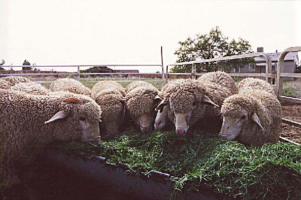 Evaluation of Grass Clippings as a Feed Source for Sheep