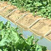 Irrigation Ditches and their Operation