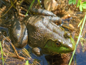 Northern Leopard Frogs Extension