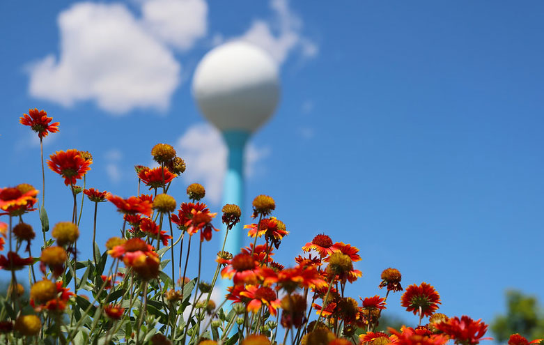 A closeup of reddish-orange flowers