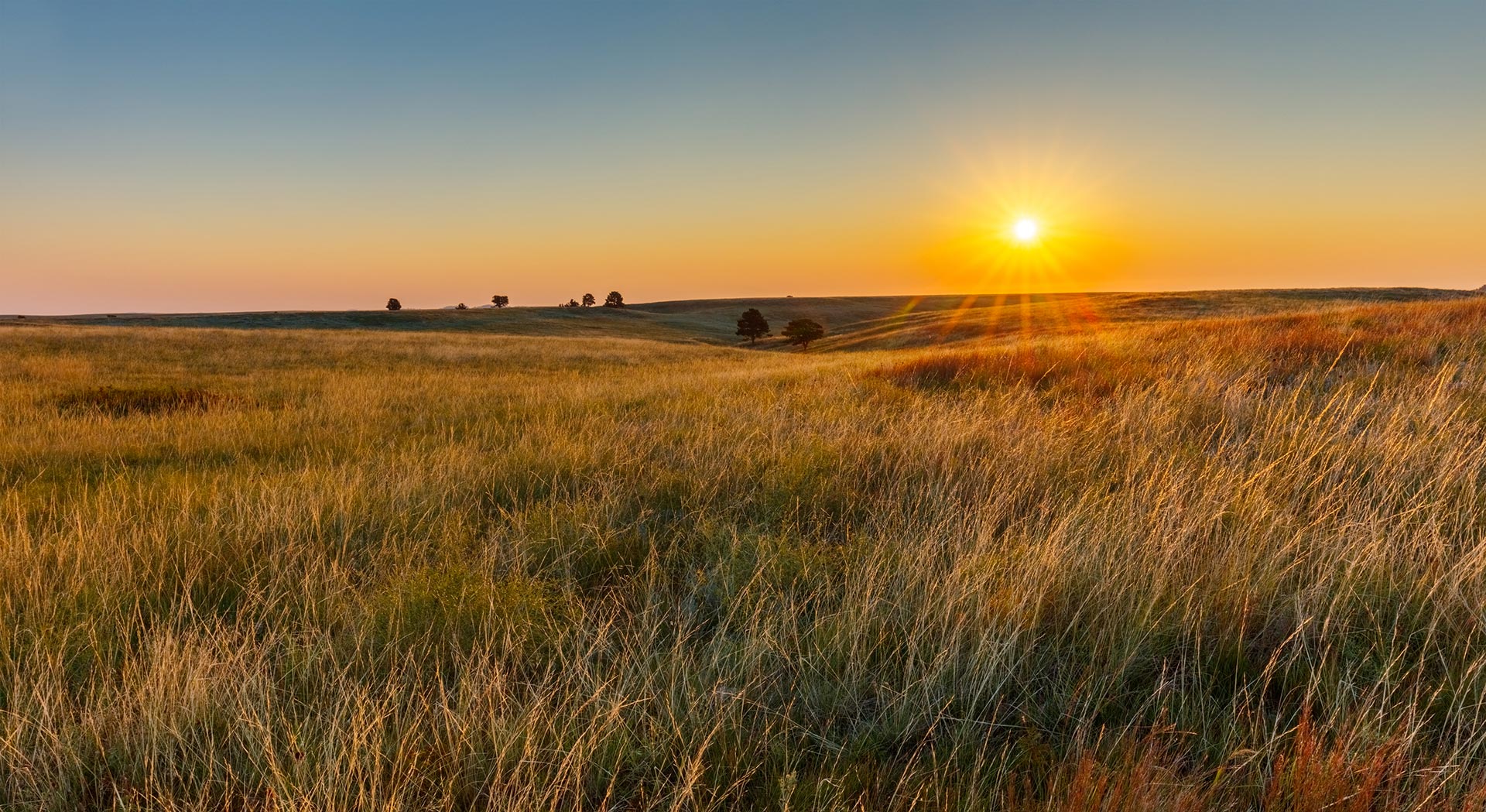 Grass on the Great Plains Prairie
