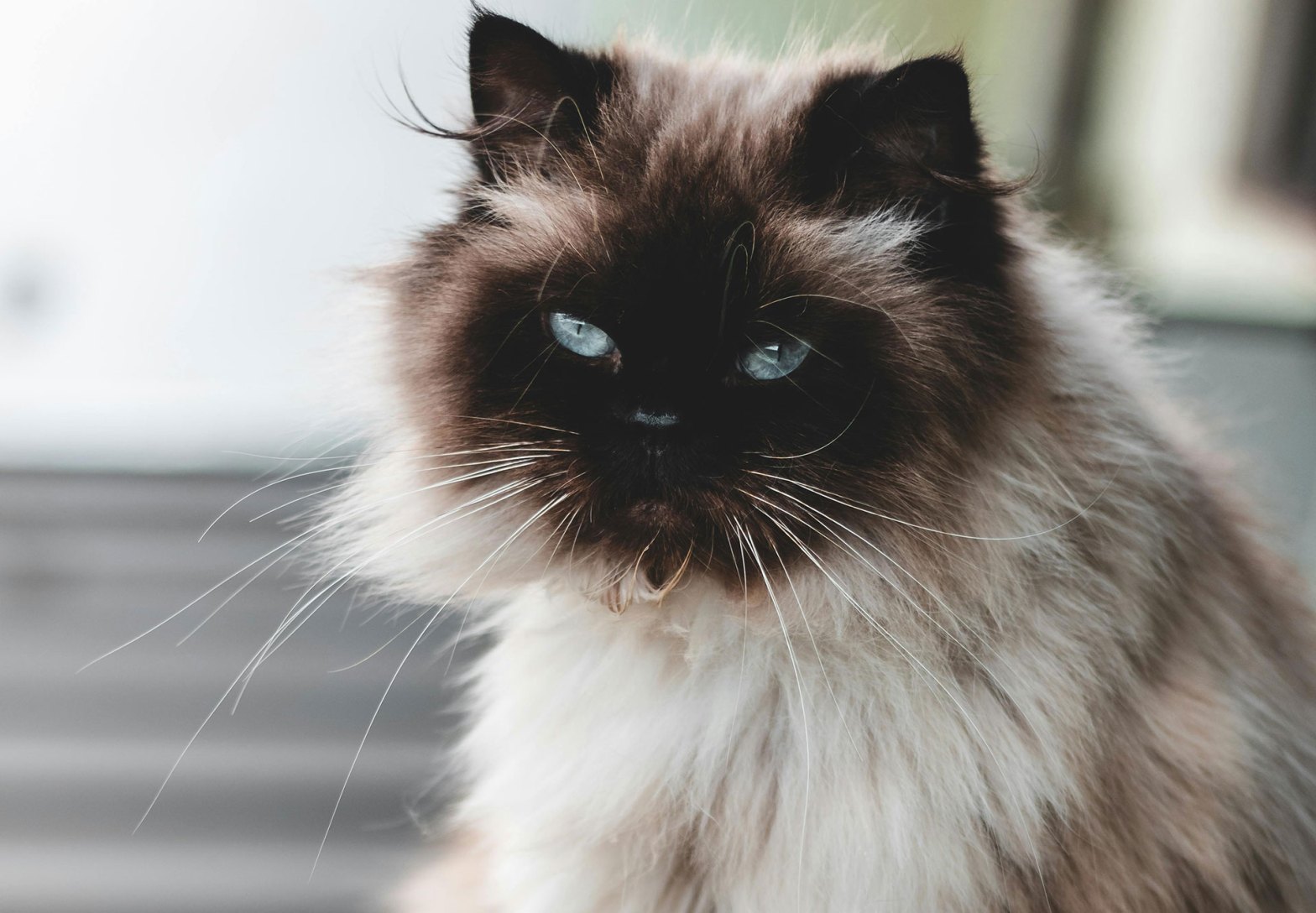 A cat with dark face and fluffy body