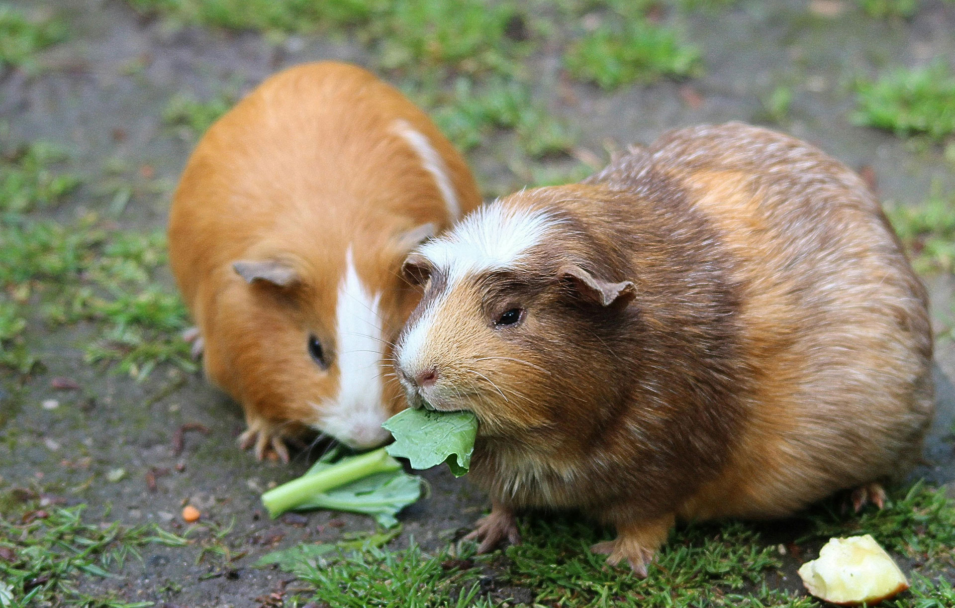 Cavy pets eating vegetables