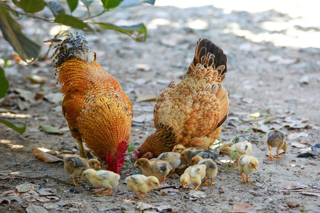 Two chickens and several small chicks peck at food on the ground