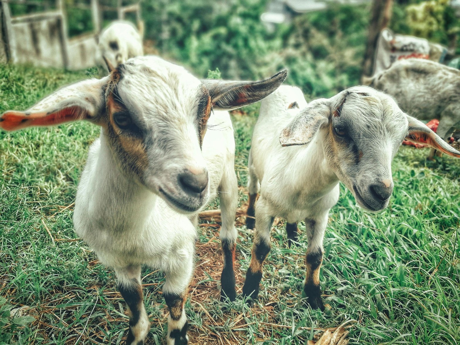 A pair of goats