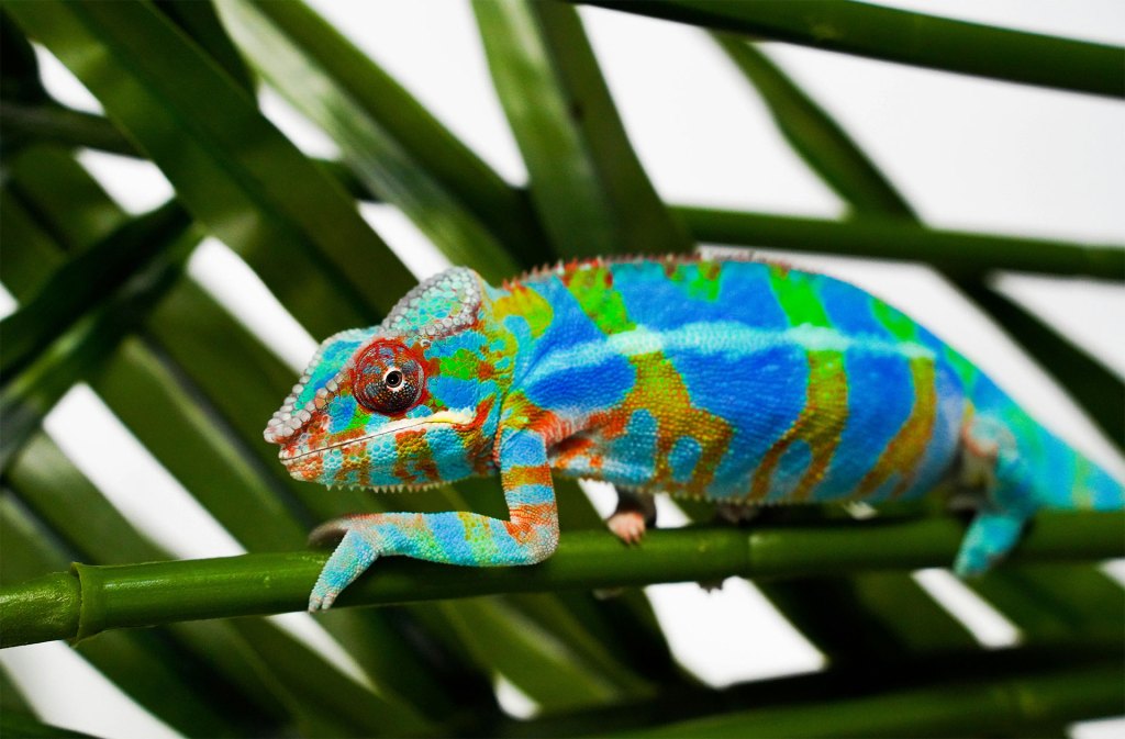 A colorful chameleon lizard on a branch