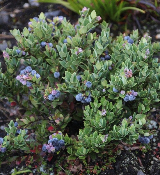 A low, leafy blueberry plant with clusters of ripening blueberries grows close to the ground.