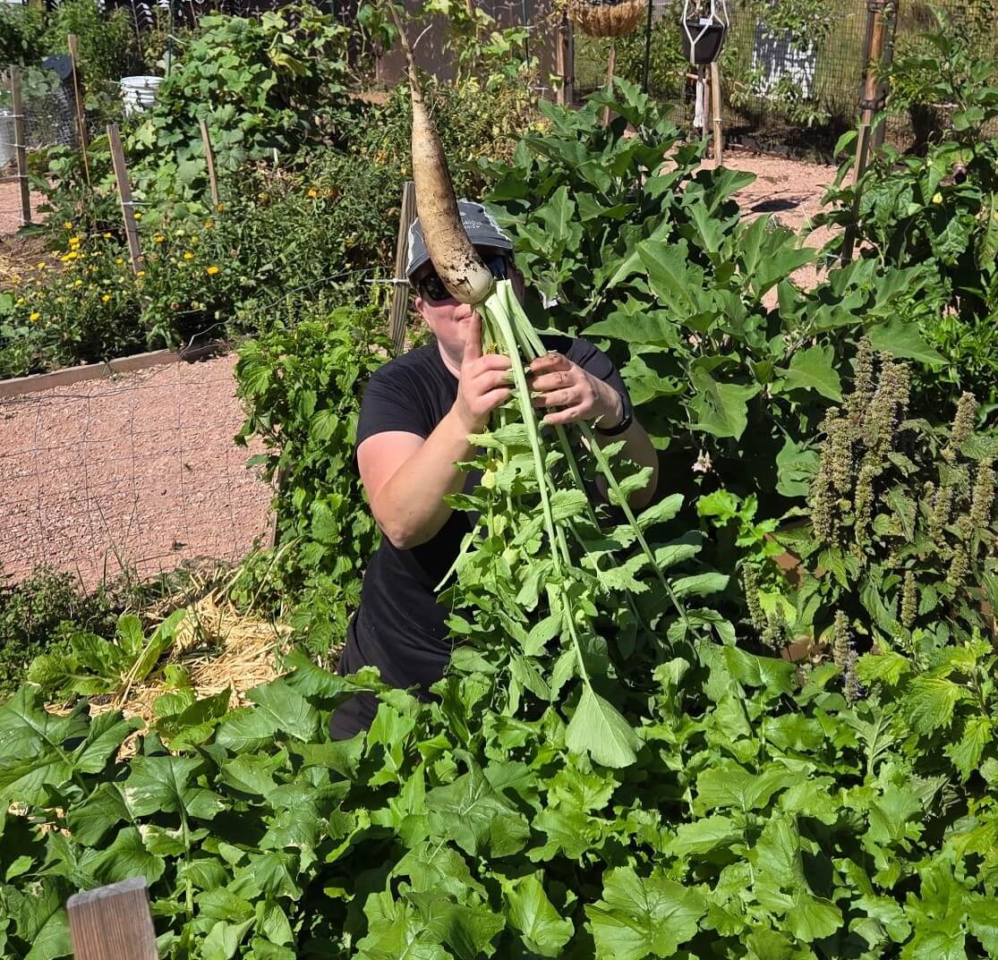 A person holds up a large white radish with long green leaves in a garden filled with leafy plants and vegetable crops.