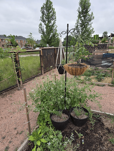 Hanging and potted plants are arranged around a metal stand in a raised garden bed, with fencing and nearby homes in the background.