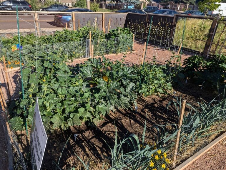 A garden bed filled with leafy plants and vegetables protected by wire fencing, with a road and parked cars in the background.