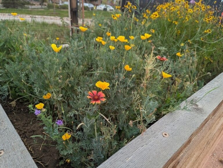A garden bed filled with small yellow and orange wildflowers grows along a wooden border in an outdoor garden setting.