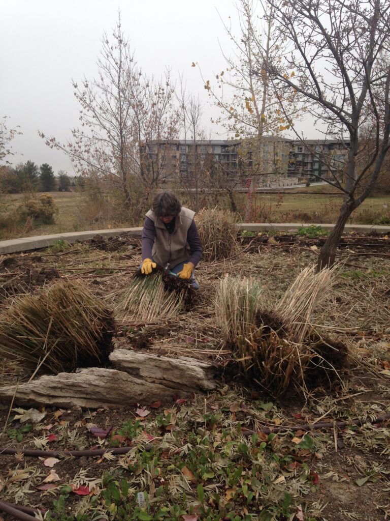 A volunteer cuts back dried grasses and plants in a raised garden bed during fall, with a building and trees in the background.