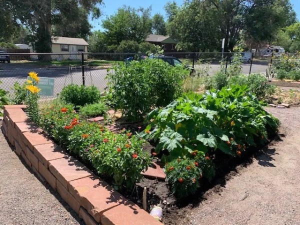 A small garden bed bordered by bricks contains leafy green plants and colorful flowers, surrounded by gravel paths and a fenced residential area with trees and houses in the background.