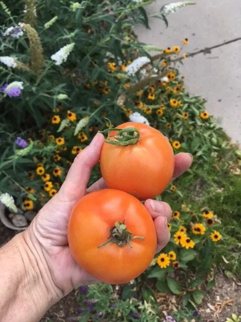 A hand holds two ripe orange tomatoes in front of a garden filled with small yellow flowers.