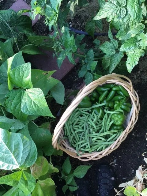 A basket filled with green beans and peppers sits among leafy plants in a garden.