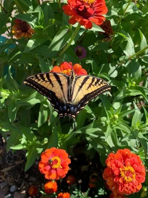 A yellow‑and‑black butterfly rests on bright orange flowers surrounded by green leaves.