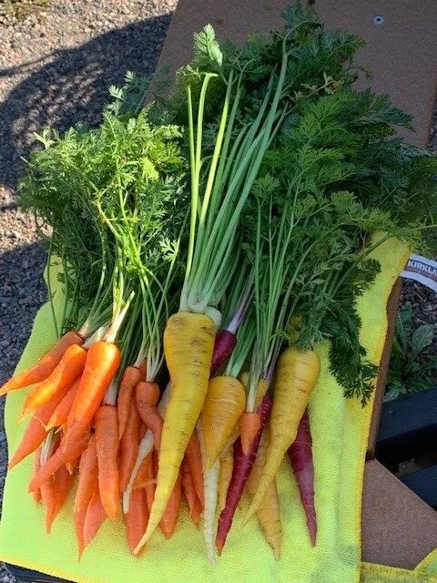 A variety of carrots in different colors, including orange, yellow, and purple, are laid out on a cloth with leafy tops attached.