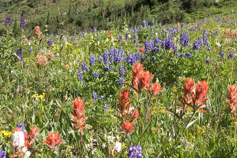 A meadow filled with wildflowers, including red and purple blooms, grows across a grassy hillside with trees in the background.