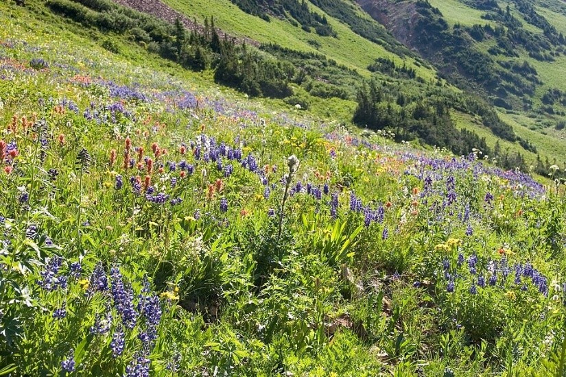 A wide hillside covered in colorful wildflowers stretches across a mountain landscape with green slopes and scattered trees.
