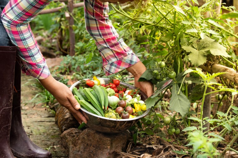 A person harvests vegetables from a garden, holding a bowl filled with tomatoes, okra, cucumbers, and peppers beside a plant with small green tomatoes.