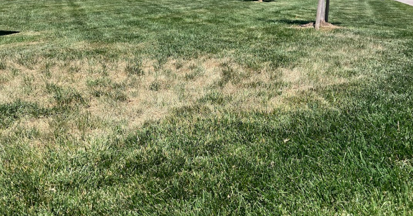 A residential lawn with a large brown, dry patch surrounded by green grass near a tree.