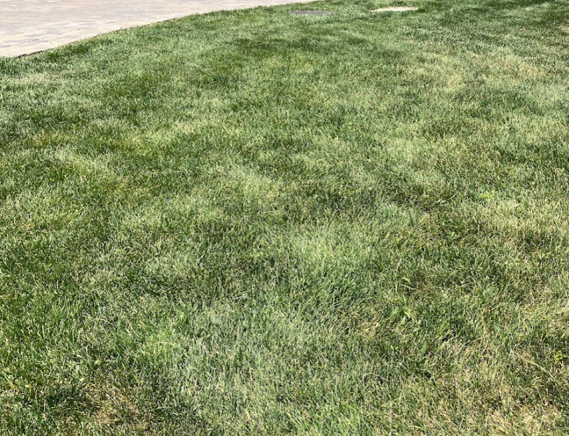 A lawn with patchy areas of lighter and darker green grass, showing uneven growth across the surface.