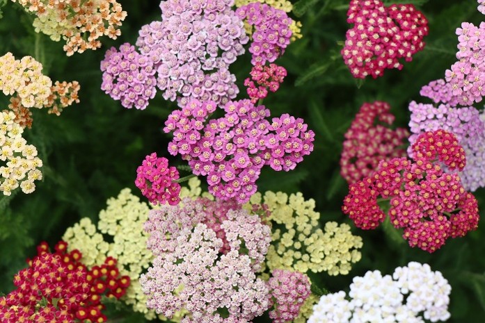 Clusters of small flowers in pink, white, and cream colors grow closely together in a garden.