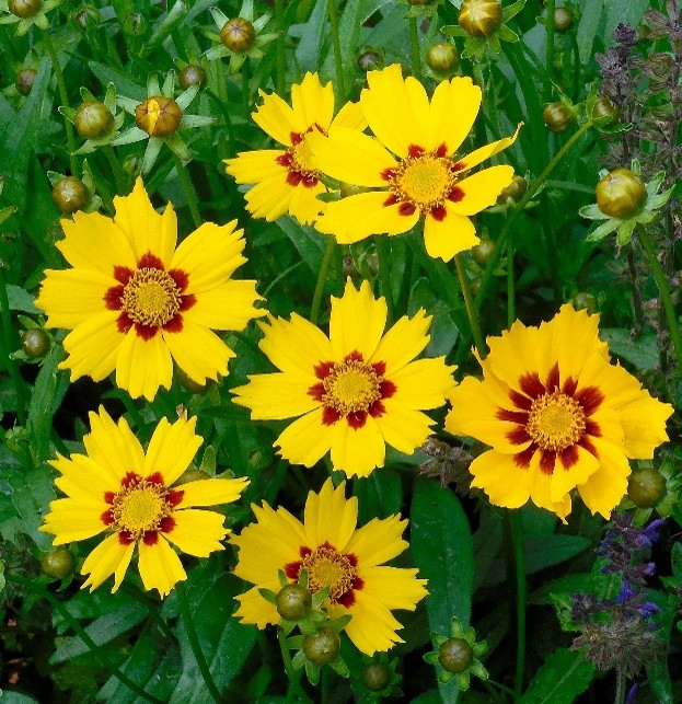 Bright yellow flowers with red centers bloom in a garden, surrounded by green leaves and unopened buds.