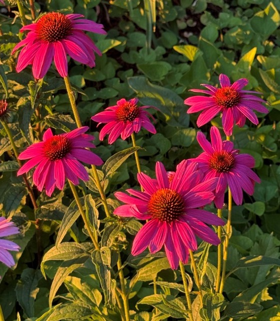 Pink coneflowers with dark centers bloom in a garden, surrounded by green leaves in warm sunlight.
