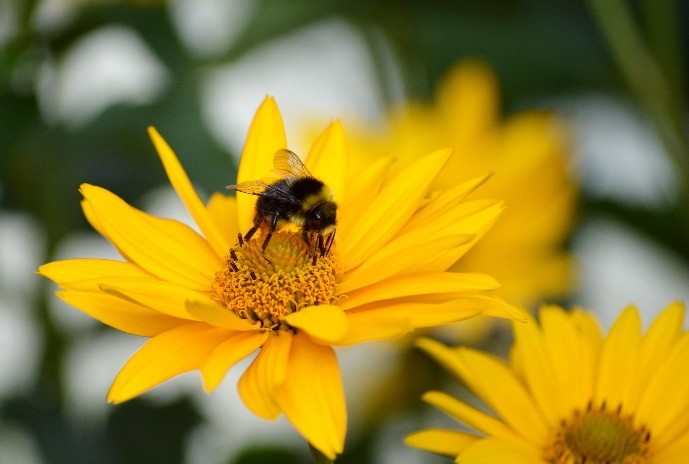 A bee collects nectar from the center of a bright yellow flower, with blurred yellow blossoms in the background.