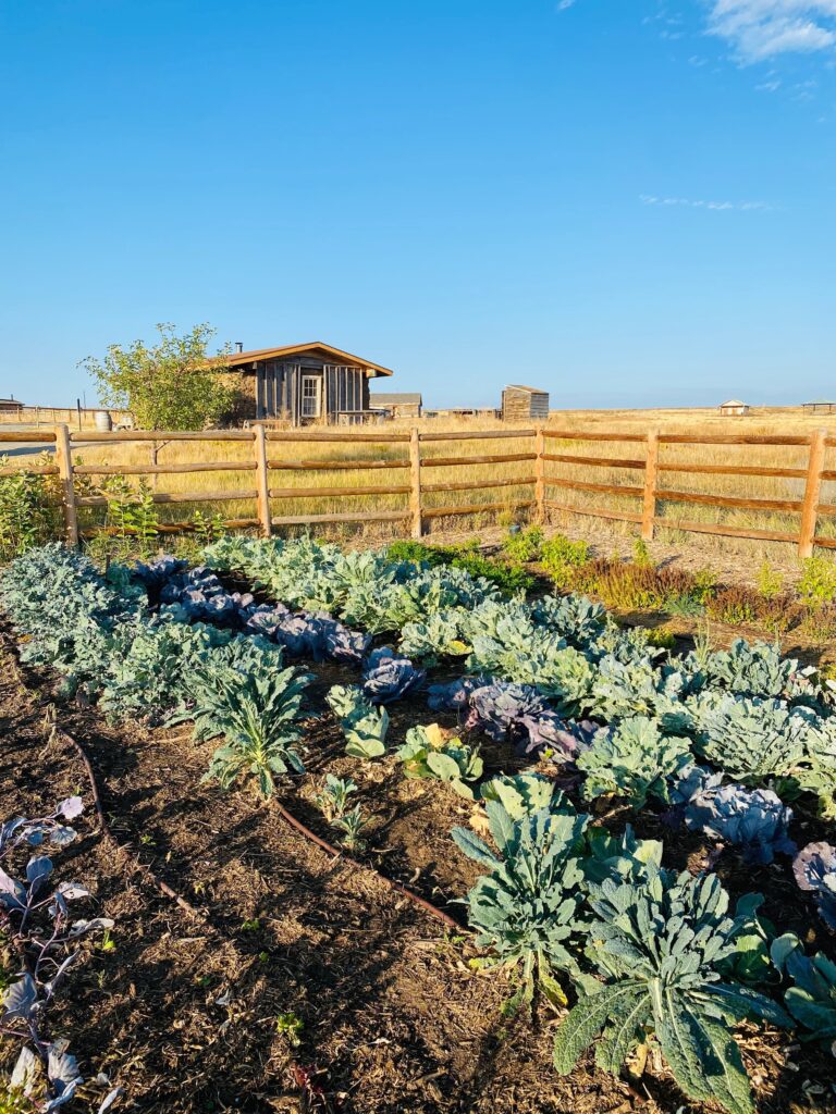 Rows of leafy vegetables grow in a garden bed enclosed by a wooden fence, with a small barn and open fields under a clear blue sky.