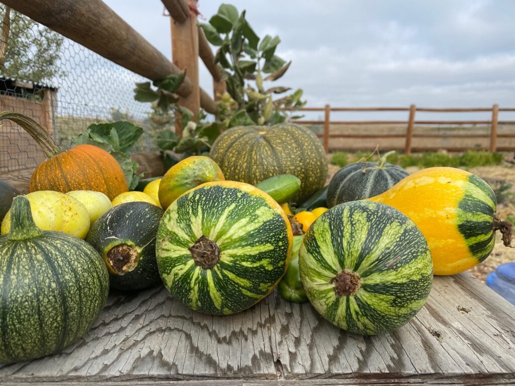A variety of squash and pumpkins in different shapes and colors are arranged on a wooden surface outdoors near a fence.