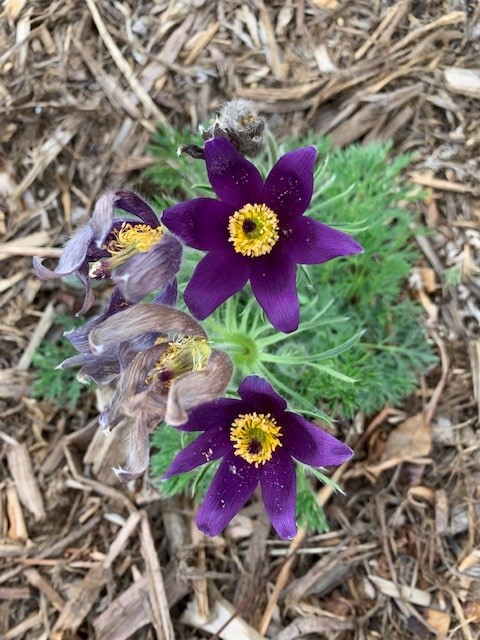Purple wildflowers with yellow centers bloom in a garden bed, surrounded by green foliage and dried mulch.