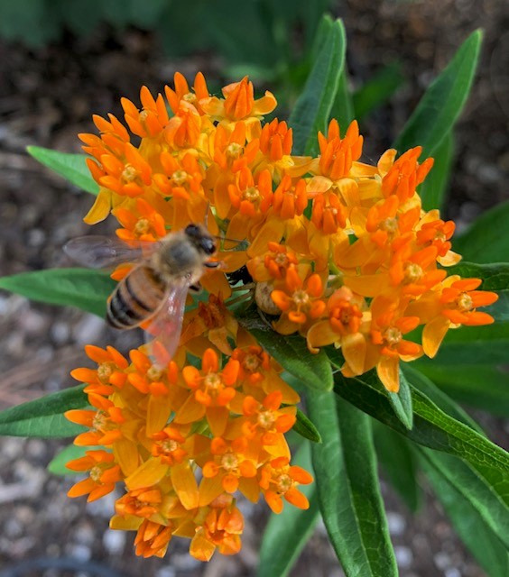 A honeybee collects nectar from clusters of bright orange flowers with green leaves in the background.
