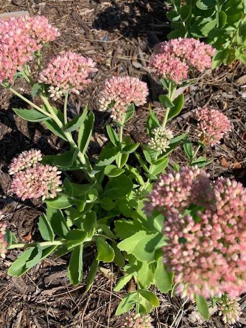 A cluster of pink flowering plants grows in a garden bed covered with mulch.