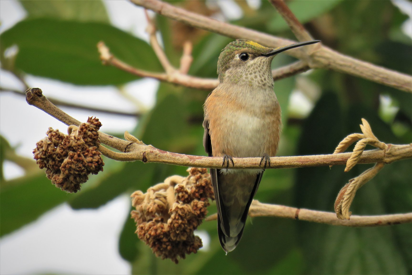 A small hummingbird perches on a branch with dried seed clusters and green leaves in the background.