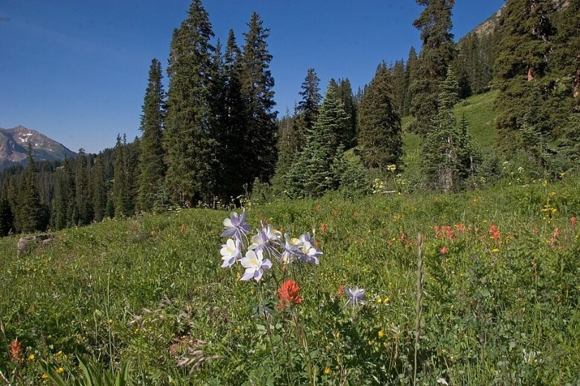Wildflowers grow in a mountain meadow with evergreen trees and peaks visible under a clear blue sky.