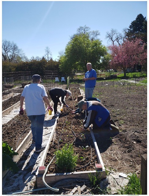 Several volunteers work in raised garden beds planting seedlings, with irrigation lines, trees, and a blue sky in the background.