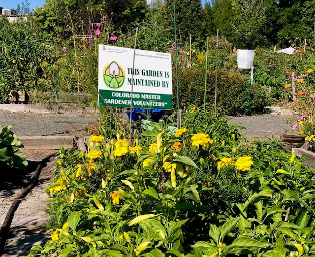 A garden bed filled with green plants and yellow flowers, with a sign that reads “This garden is maintained by Colorado Master Gardener Volunteers.”