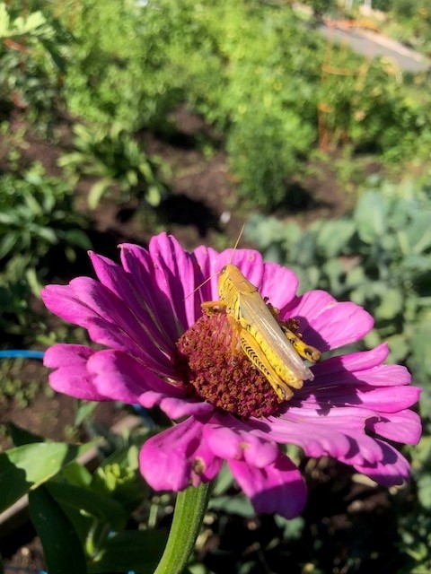 Close-up of a yellow grasshopper resting on a bright pink flower in a garden.
