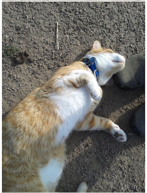 An orange-and-white cat lies on the ground next to a person’s shoes, rubbing its head against the foot.